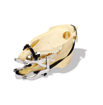 Munstege H�st HDE Standard