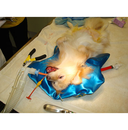 Hug-U-Vac Head Positioner (30 X 40 cm) HHP