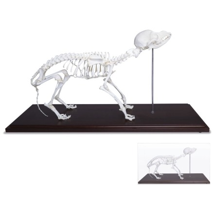 Skelett Hund naturben monterat