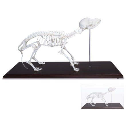 Skelett Hund naturben monterat