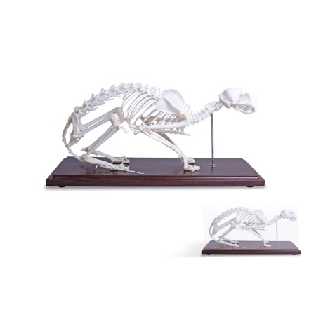 Skelett Katt  naturben monterat