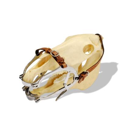 Munstege Millennium HDE